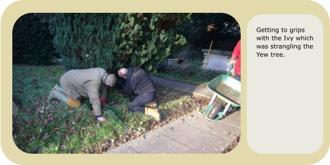 Getting to grips with the Ivy which was strangling the Yew tree.